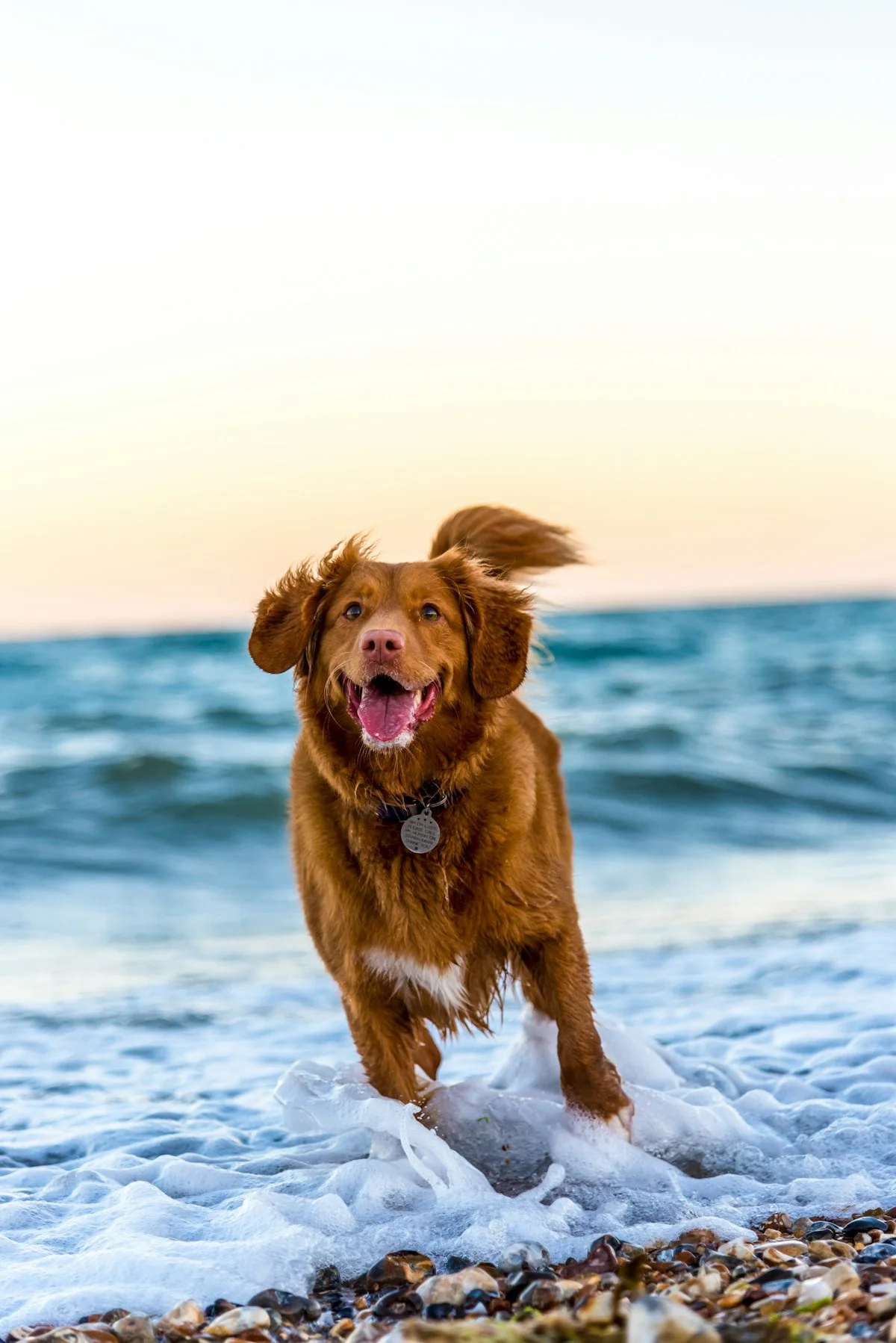 Happy dog enjoying an active day outside