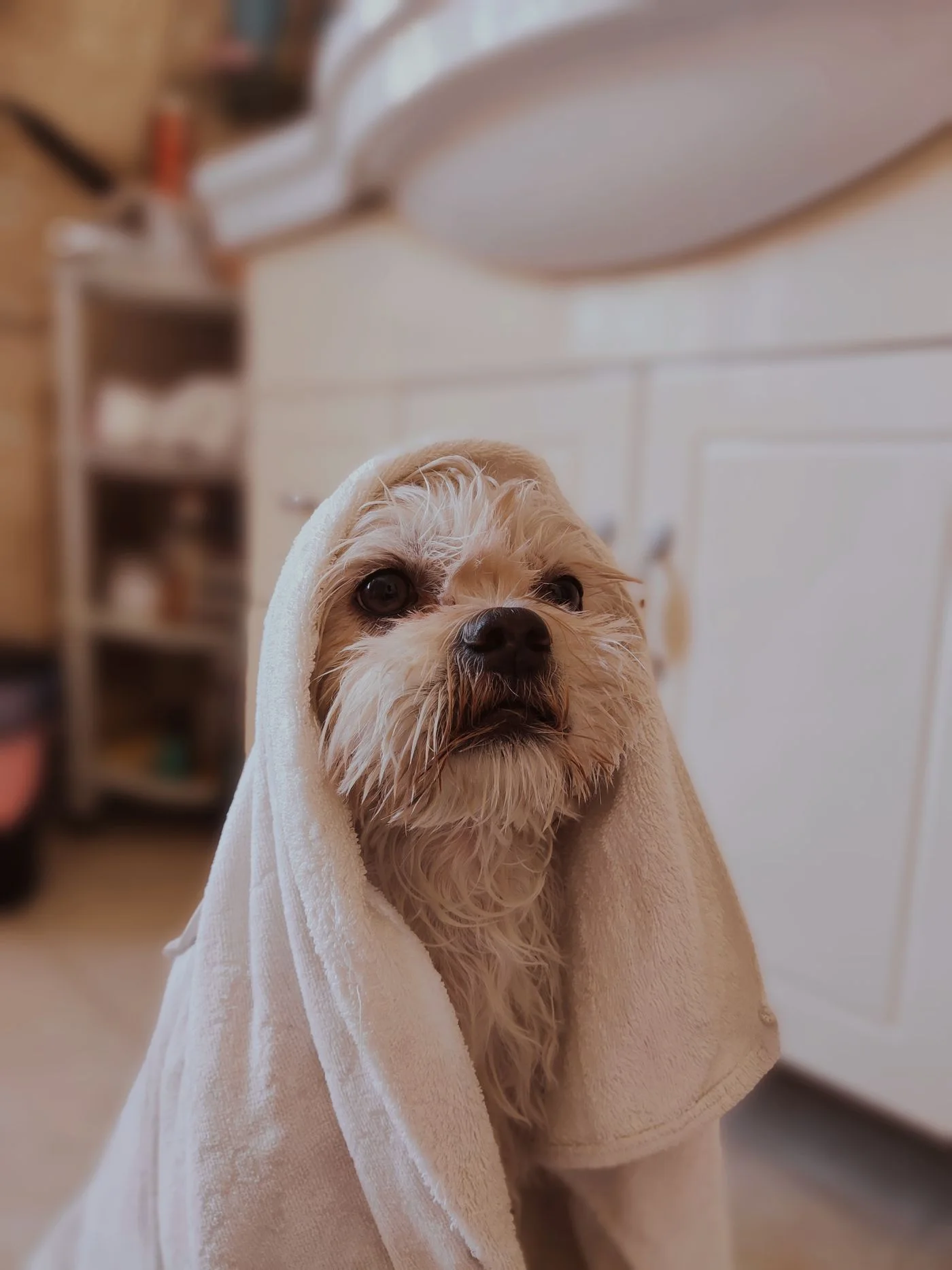 Small white dog wrapped in a towel after a bath