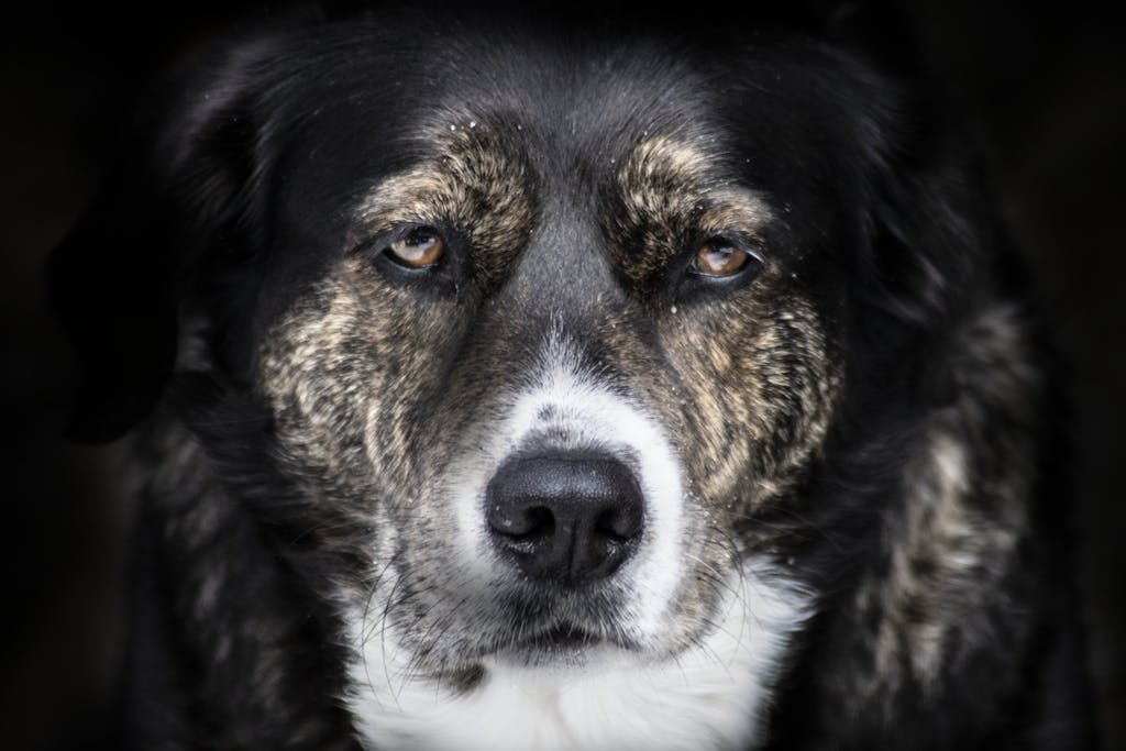 A striking close-up of a dog's face, capturing its gentle and soulful expression.