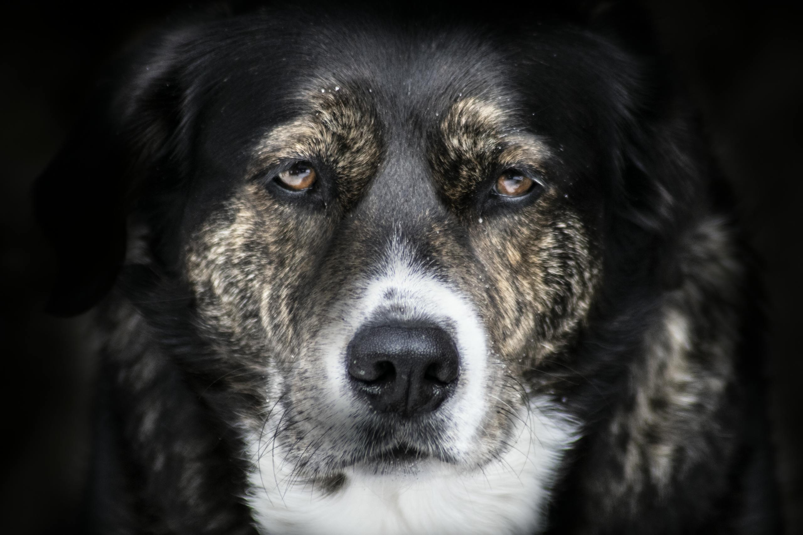 A striking close-up of a dog's face, capturing its gentle and soulful expression.