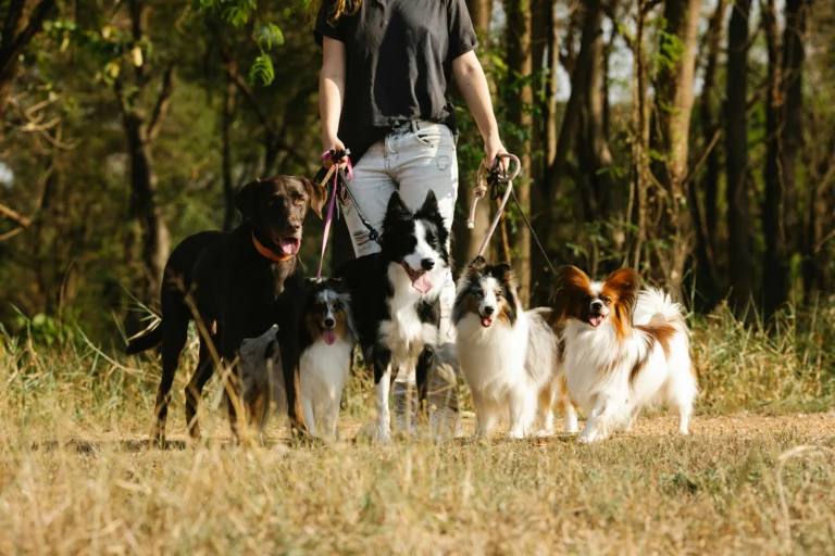 How To Walk Multiple Dogs At The Same Time
