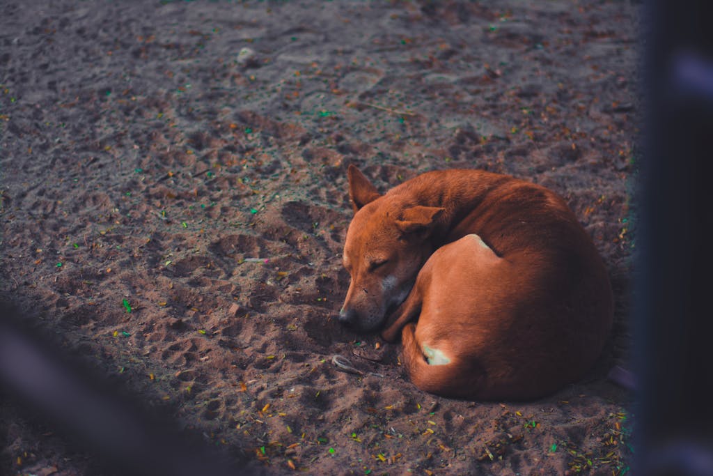A brown dog peacefully sleeping on sandy ground in a park setting. Calm and serene atmosphere.