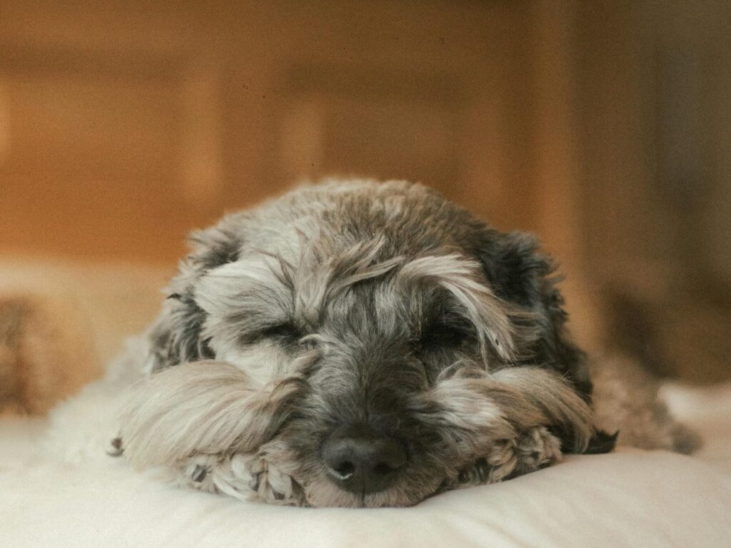 A fluffy dog peacefully resting on a bed with a wooden headboard in a cozy indoor setting.