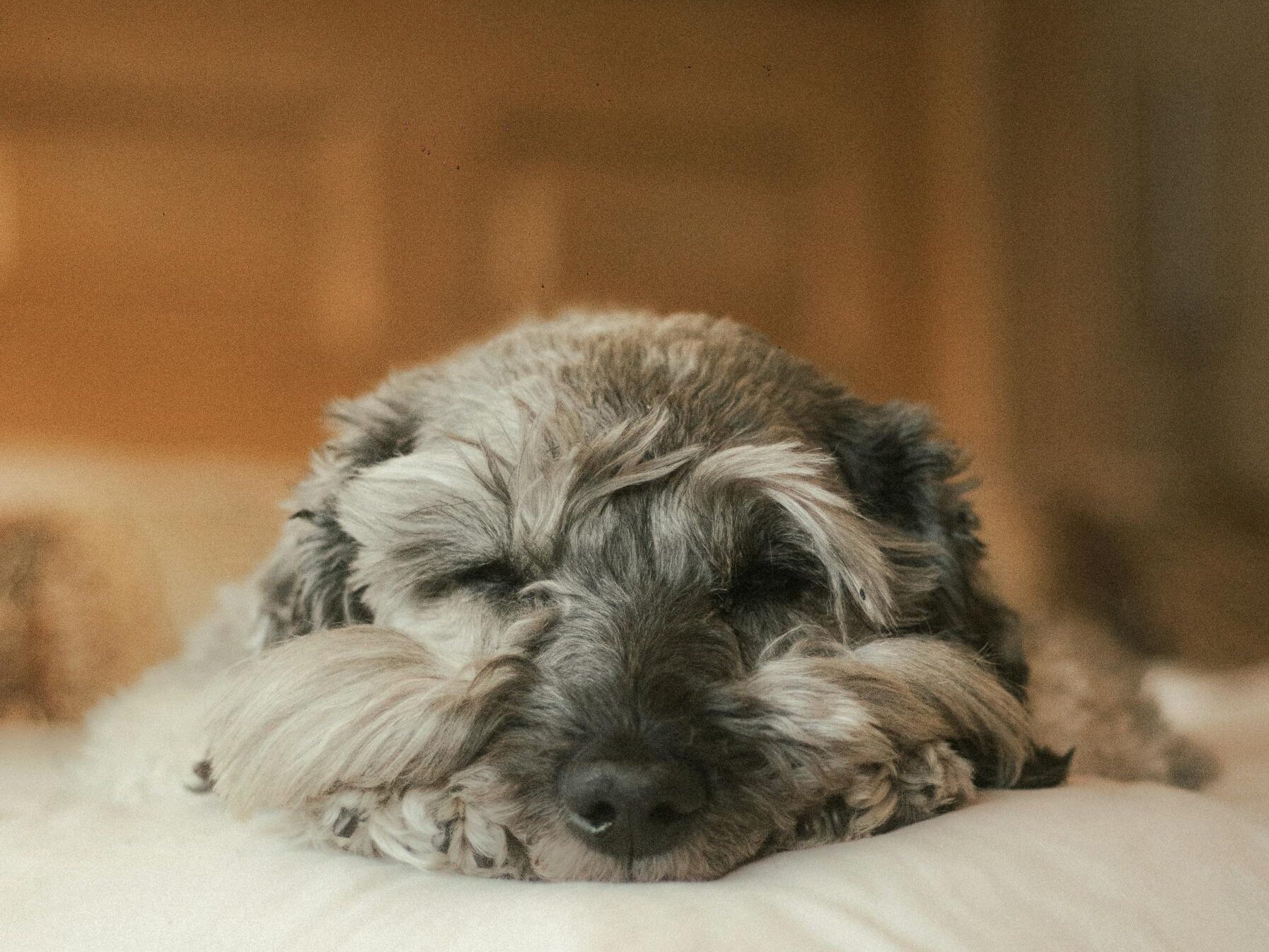 A fluffy dog peacefully resting on a bed with a wooden headboard in a cozy indoor setting.
