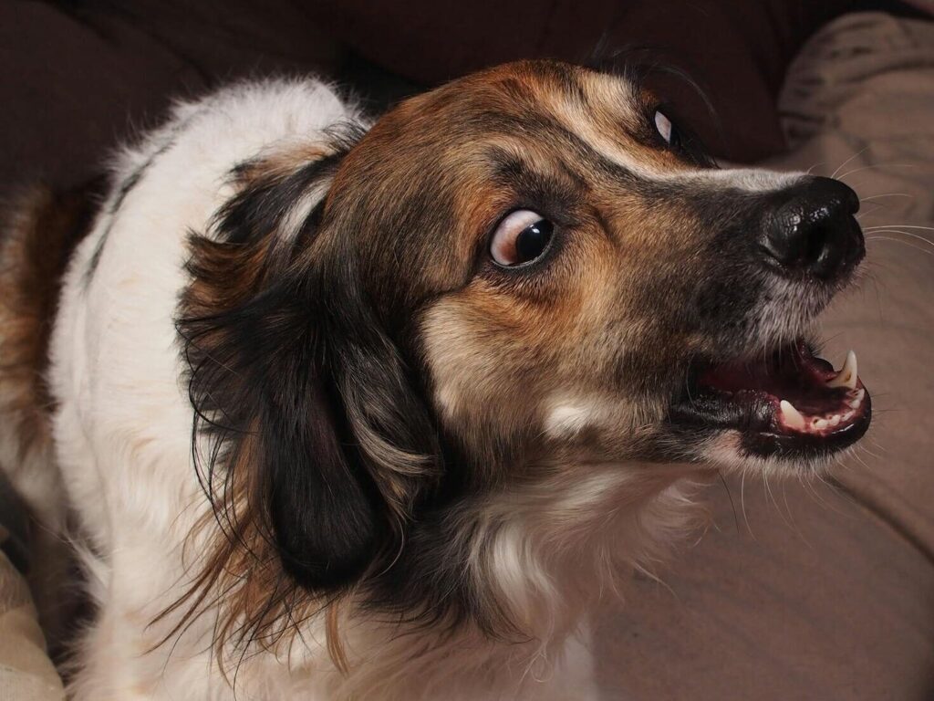 Close-up of a surprised mixed breed dog on a comfortable couch indoors, illustrating a warm and friendly environment.