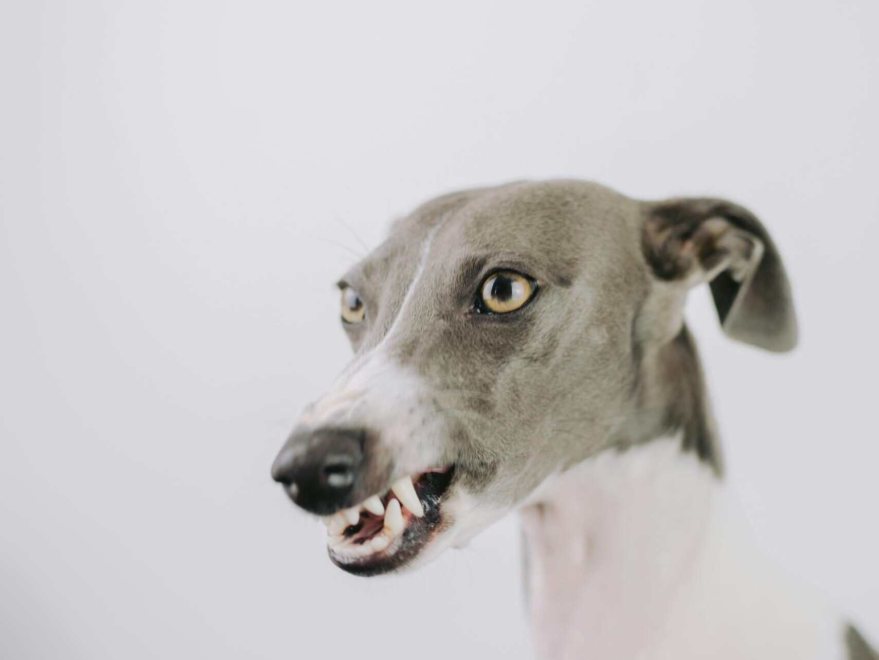 Close-up portrait of a greyhound dog snarling against a white background.
