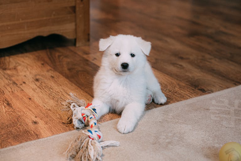 Cute Samoyed puppy lying on a wooden floor with a colorful rope toy.