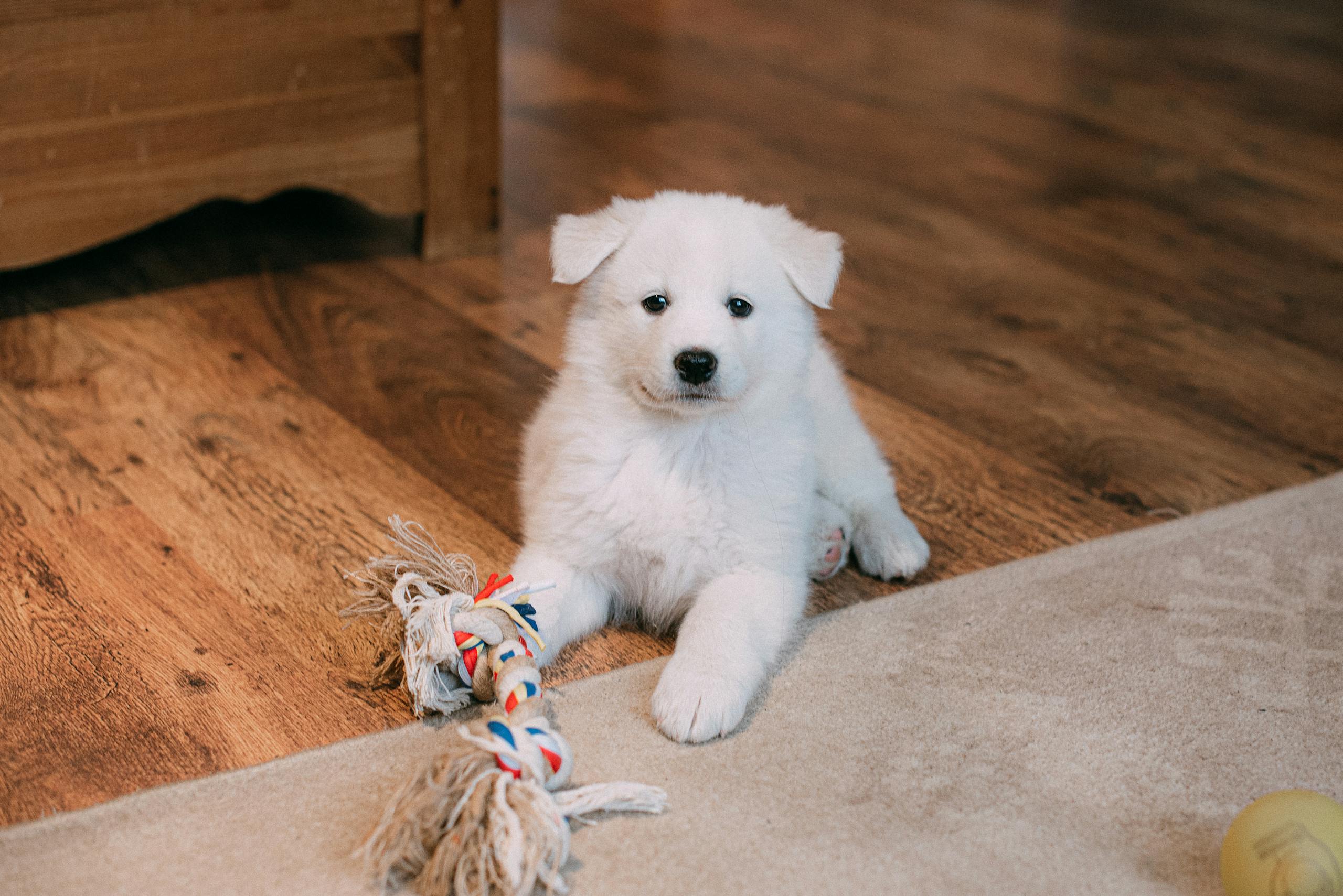 Cute Samoyed puppy lying on a wooden floor with a colorful rope toy.
