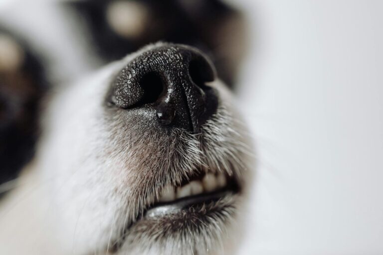 Detailed close-up of a dog's nose in selective focus, showcasing texture and detail.